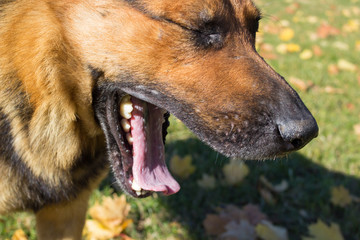 The dog is yawning in autumn