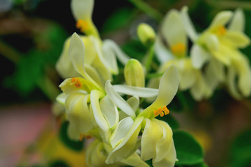 Horse radish tree