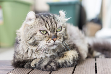 American Shorthair