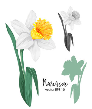 vector realistic daffodil narcissus set isolated