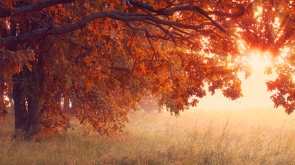Fototapety  Słoneczna scena jesień. Świętowanie czasu w tle.