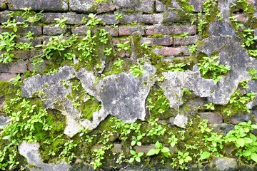 Mosses and Green Plants Growing on Old Brick Wall.