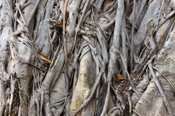 closeup tree root background