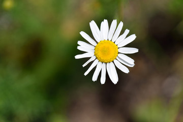 Obraz premium Beautiful wild daisy on a sunny day, on a green blurred background