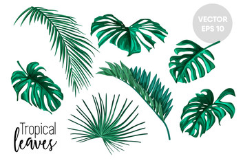 vector tropical leaves set isolated