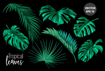 vector tropical leaves set isolated