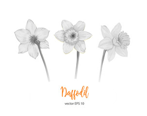 vector monochrome daffodil narcissus set isolated