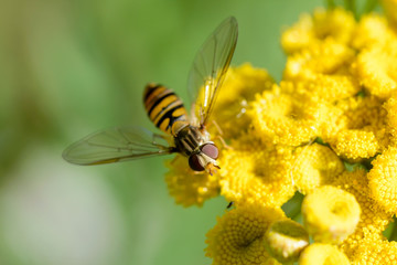 Episyrphus balteatus, also known as Marmalade hoverfly  on a yellow Tansy flower (Tanacetum vulgare)