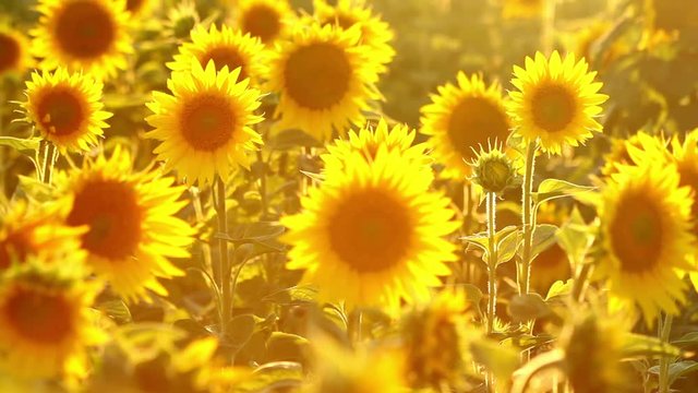 Amazing beauty of sunflower field with bright sunlight on flowers