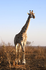 An animal giraffe, walks through the wild, winter in South Africa, a landscape with dry grass, trees. Blue sky.