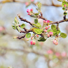 Blossom tree over nature background