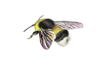 illustration of an isolated bumblebee