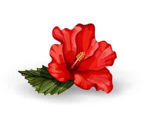 vector realistic red color hibiscus isolated