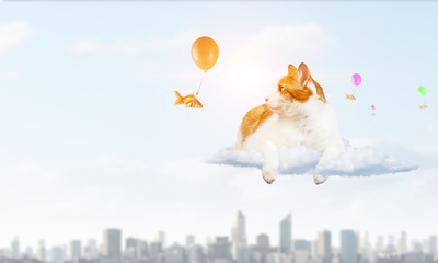 Fototapeta premium Your lovely pet