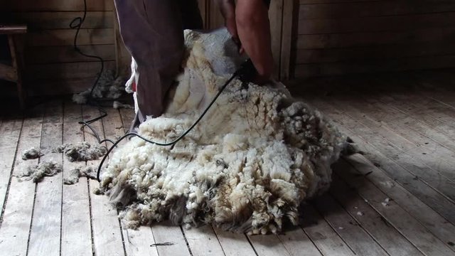 Farmer are shearing sheep on an estancia in Chile