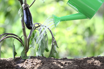watering plants with watering can. eggplant in vegetable garden. close up