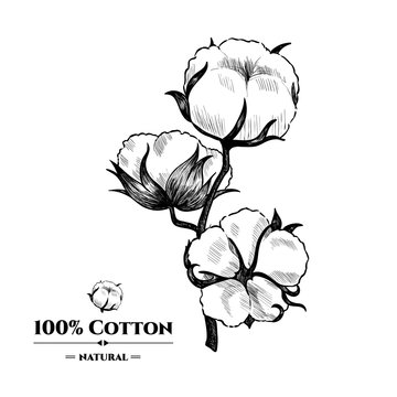 Vector background with  cotton plant . Hand drawn. Vintage style