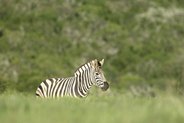 Fototapeta na wymiar Plains Zebra, South Africa