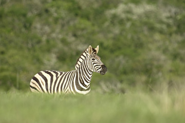 Plains Zebra, South Africa