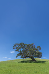 Lone tree and blue sky