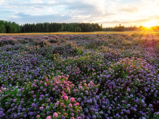 Field of blooming red clover in sunset