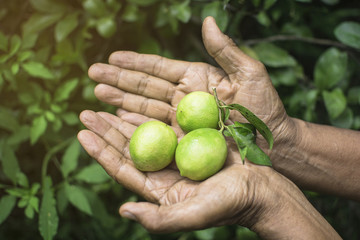 Thai old man holding the green lemon by two hands with green lemon tree leaves background, Farmer collective product in agriculture.