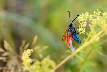 Zygaena filipendulae, also known as Six-spot burnet, on a Galium verum flower in the ukrainian meadows, near Kiev, under the warm summer sun