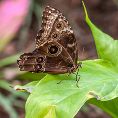 Obraz na płótnie Canvas Tropical butterfly in a garden