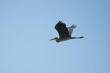 Flying hern