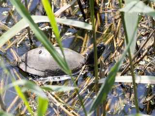 European pond turtle, Emys orbicularis, is heated in southern Bulgaria