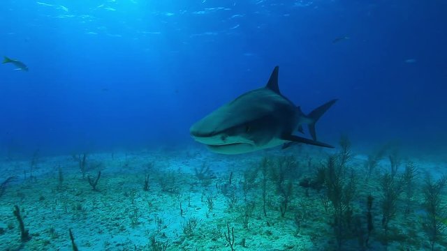 Tiger shark swims under boat, POV