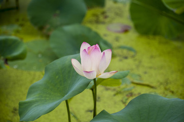 White lotus