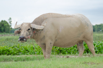 .Buffalo play muck loosen. happily