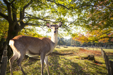 Naklejka na ściany i meble fall season with beautiful maple color at Nara Park, Japan