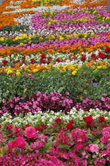 Colorful flower bed background