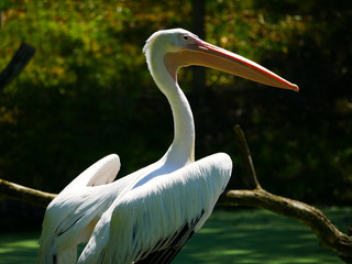 Pélican