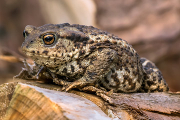 Amphibian, Common British Toad / Frog