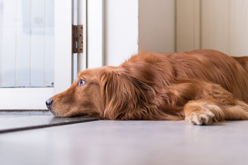 golden retriever to lie on the ground