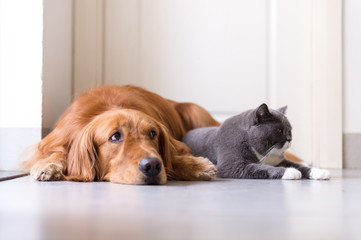 British shorthair cats and Golden Retriever