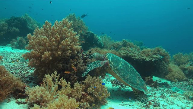 Hawksbill turtle on a coral reef. 4k footage 