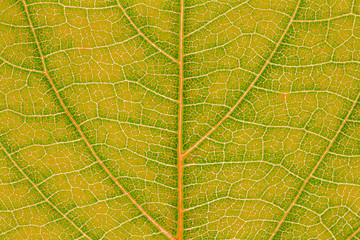 Leaf texture pattern background for graphic website template. spring beauty. environment and ecology idea concept design. Color effect picture.