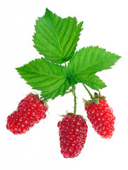 Red raspberry berries with green leaves on a white background