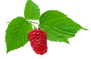 Red raspberry berries with green leaves on a white background