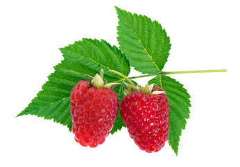 Red raspberry berries with green leaves on a white background