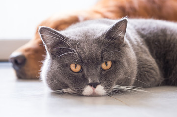 British shorthair cats and Golden Retriever