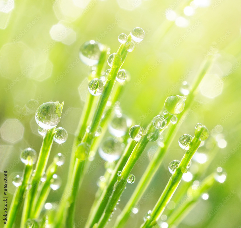 Poster fresh morning dew on spring grass, natural background - close-up with a soft focus and a beautiful r