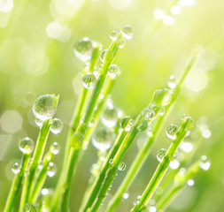 Fresh morning dew on spring grass, natural background - close-up with a soft focus and a beautiful round bokeh. Morning dew glistens in the sun macro.