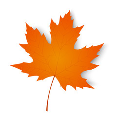 Autumn maple leaf isolated on a white background. Vector illustration