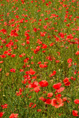 Fototapeta premium Mohnbeiwuchs, h.