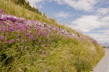 Obraz premium Guarda, Lavin, Wanderweg, Via Engiadina, Engadin, Unterengadin, Feldweg, Steinmauer, Alpen, Graubünden, Sommer, Schweiz